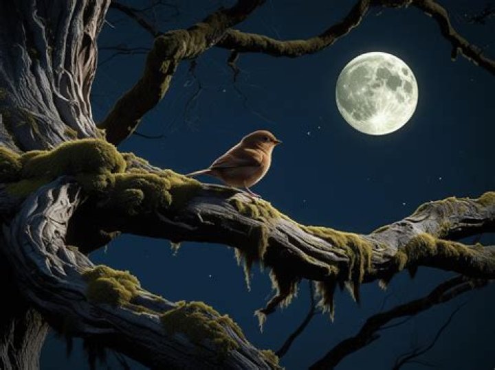 Can birds see in the dark?