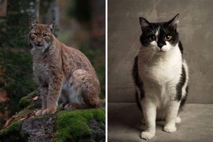 Can bobcats breed with domestic cats?