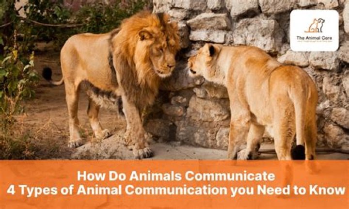 Can cars communicate with each other?