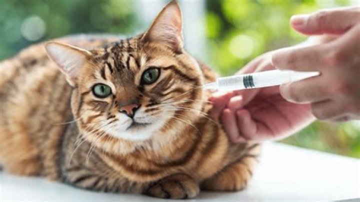 Can cats give you schizophrenia?