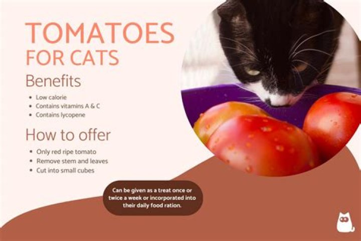 Can cats have tomatoes?