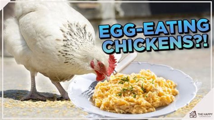 Can chickens eat egg?