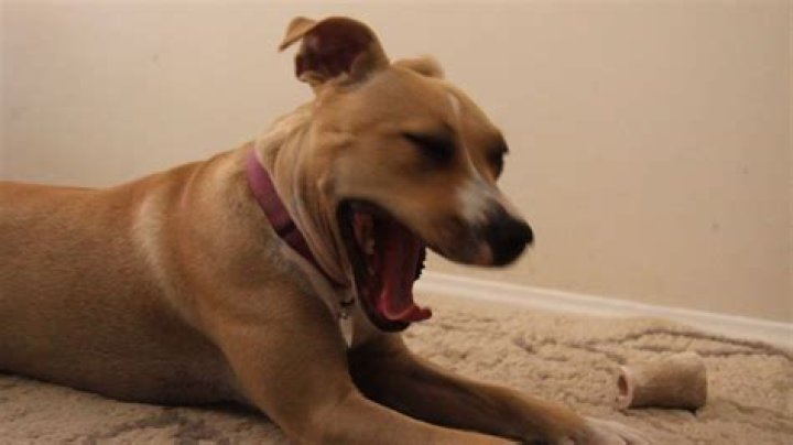 Can dogs burp?