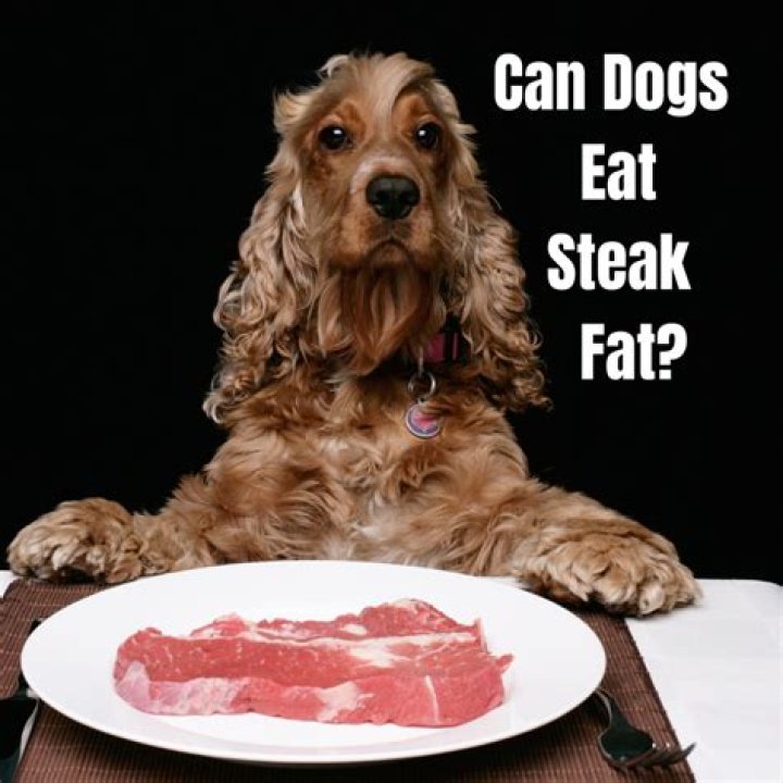 Can dogs eat brains?
