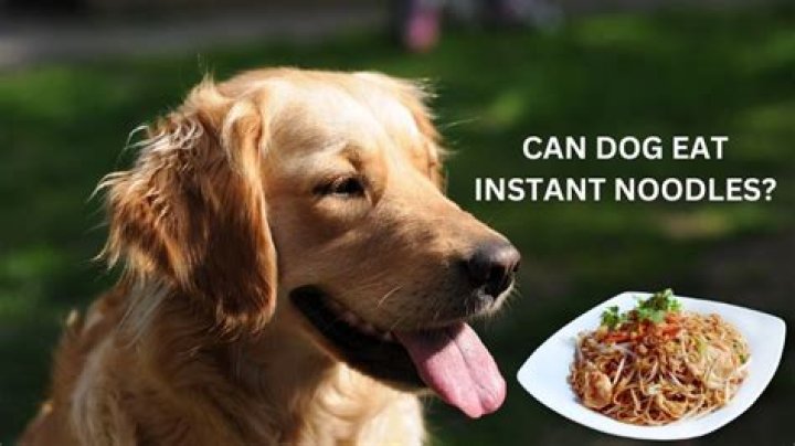 Can dogs eat instant noodles?