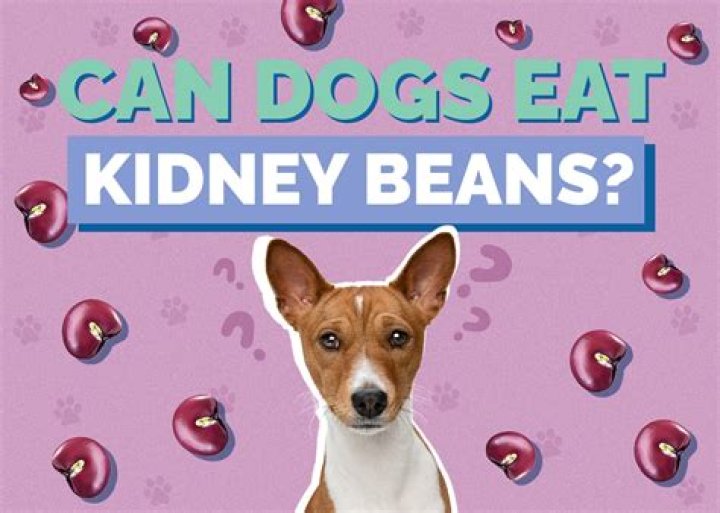 Can dogs eat kidney?