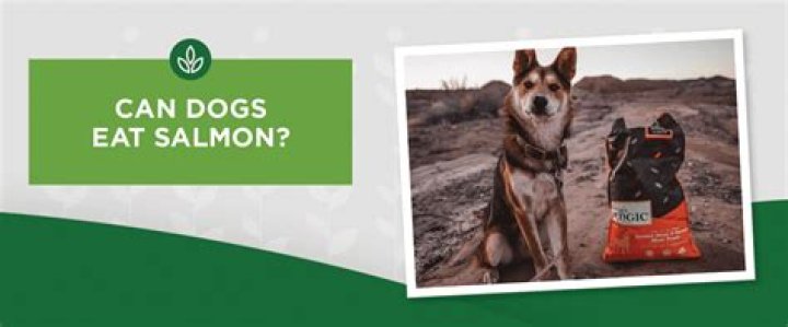 Can dogs eat salmon?