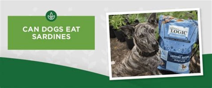 Can dogs eat sardines everyday?