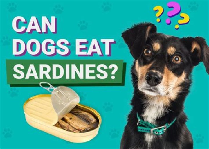 Can dogs eat sardines in tomato sauce everyday?