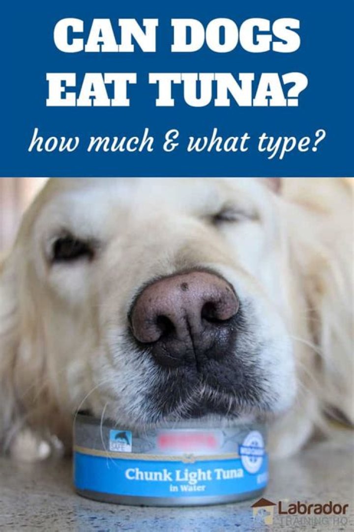 Can dogs eat tuna?