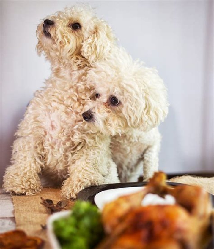 Can dogs have gravy?
