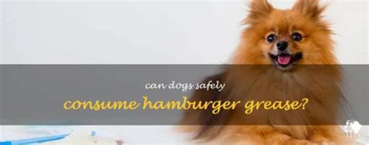 Can dogs have hamburger?