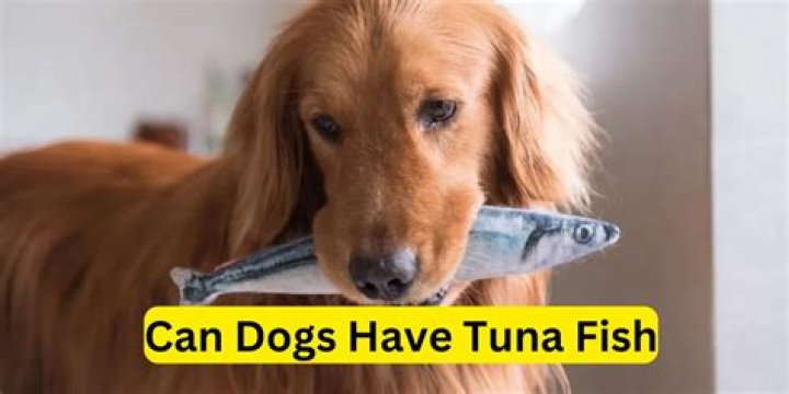 Can dogs have tuna?