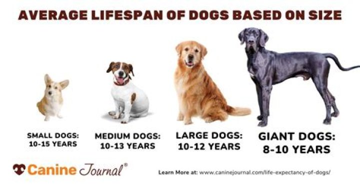 Can dogs live 32 years?
