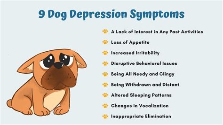 Can dogs sense a psychopath?