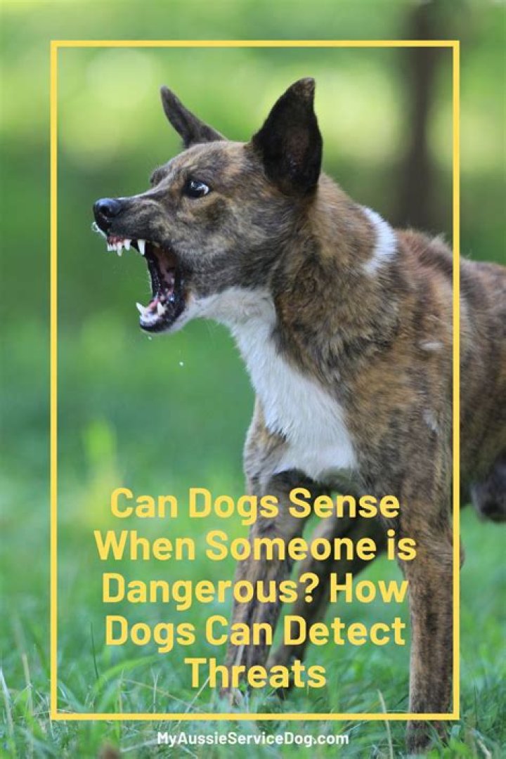 Can dogs sense heartbreak?