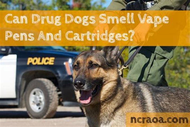 Can dogs smell vacuum sealed drugs?