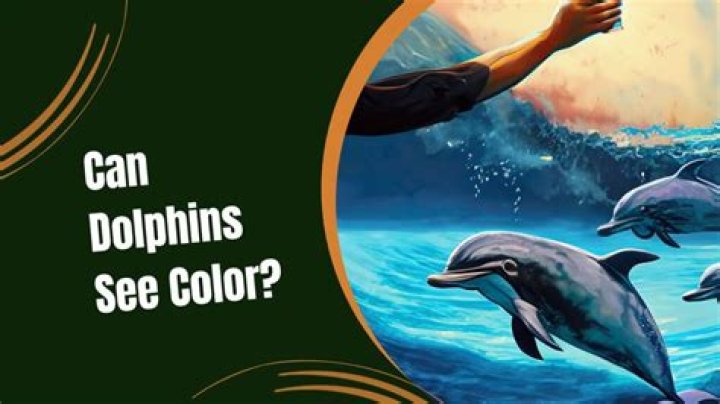 Can dolphins see color?