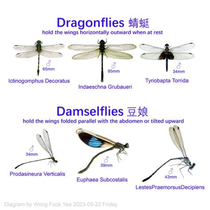 Can dragonflies blink?