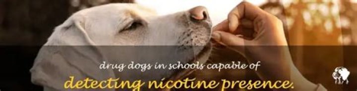 Can drug dogs at school smell nicotine?