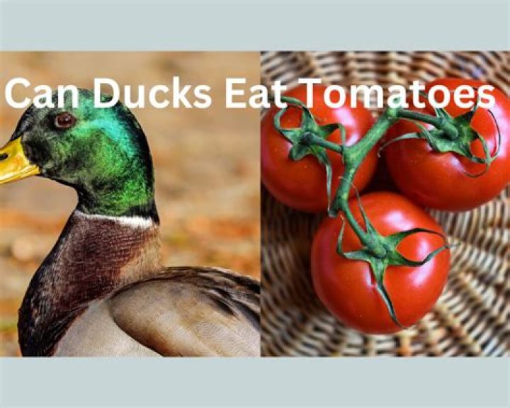 Can ducks eat cat treats?