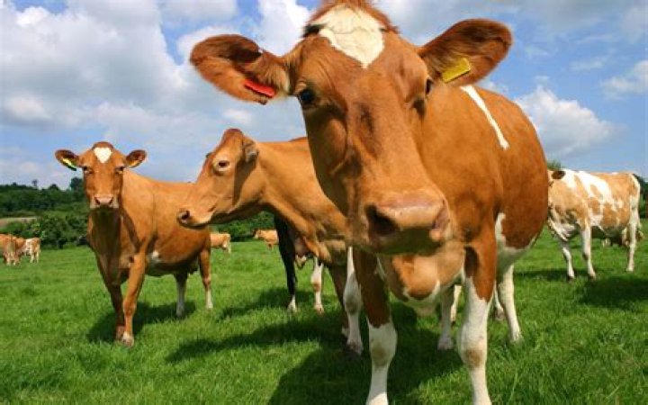 Can female cows have horns?