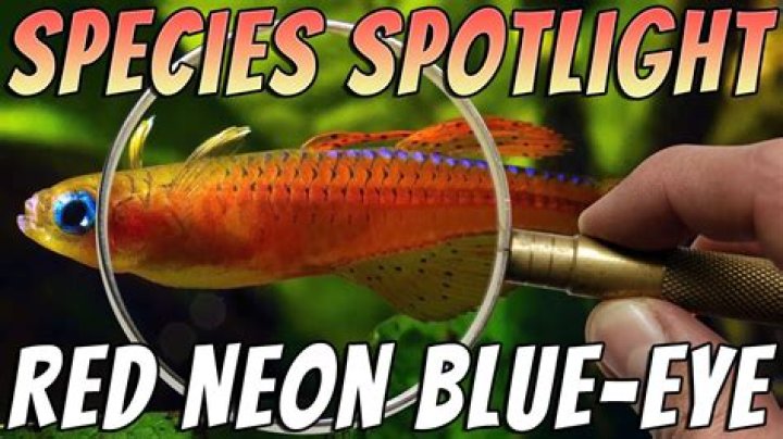 Can fish see red LED light?