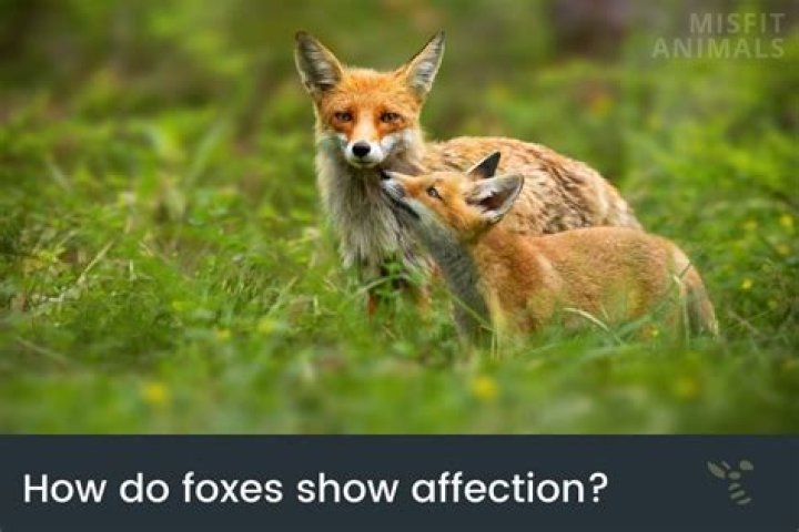 Can foxes show affection?