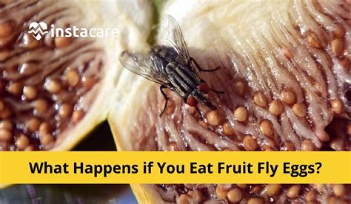 Can fruit fly eggs hatch in your stomach?