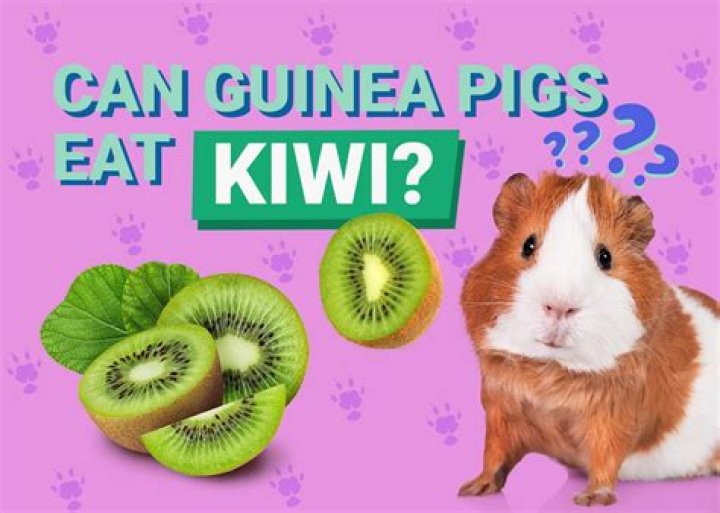 Can guinea pigs eat kiwi?