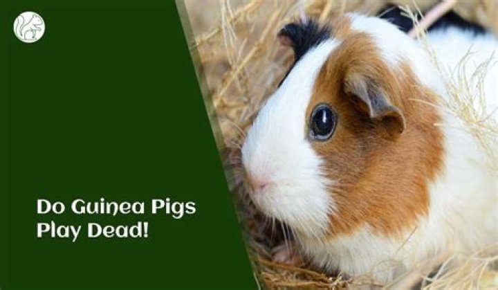 Can guinea pigs play dead?