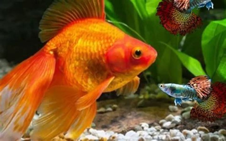 Can guppies live with goldfish?