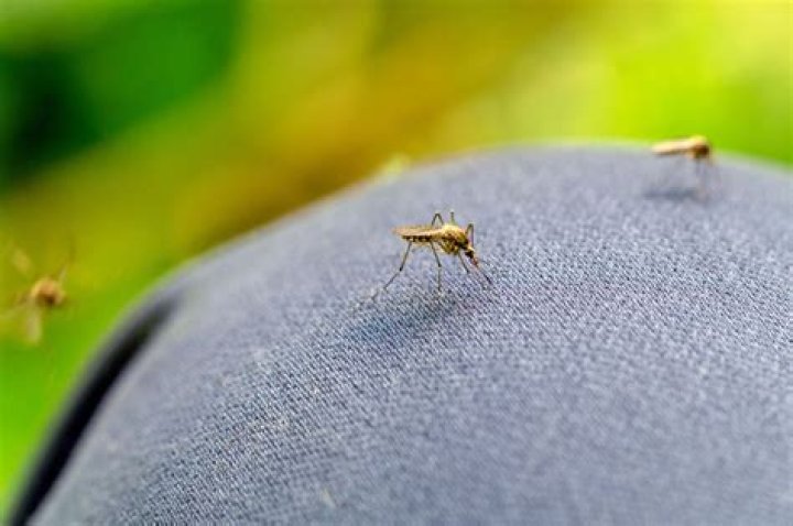 Can hornets sting through clothes?