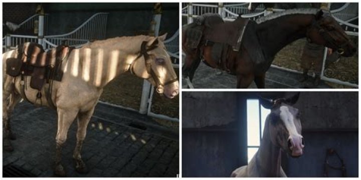 Can horses feel what you feel?