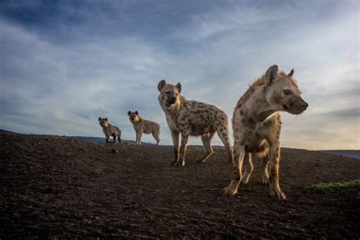 Can hyena rip a leopard I shreds?