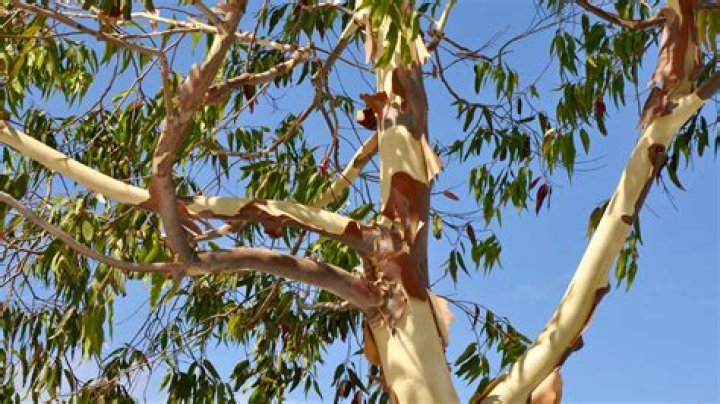 Can I burn a eucalyptus candle around my cat?