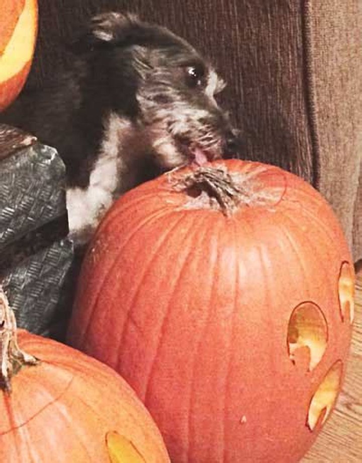 Can I give my dog pumpkin everyday?