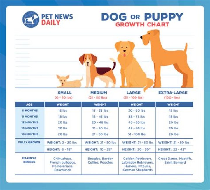 Can I hit my puppy for biting me?