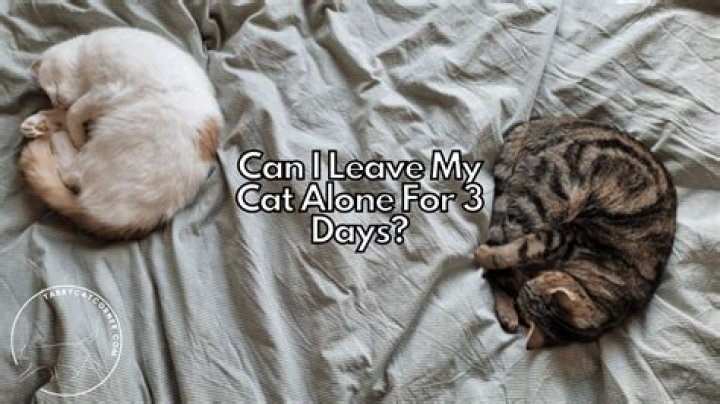 Can I leave cat alone for 3 days?