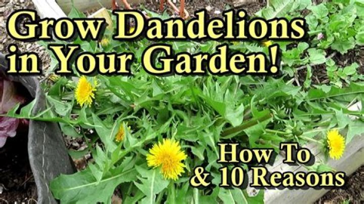 Can I mow over dandelions?