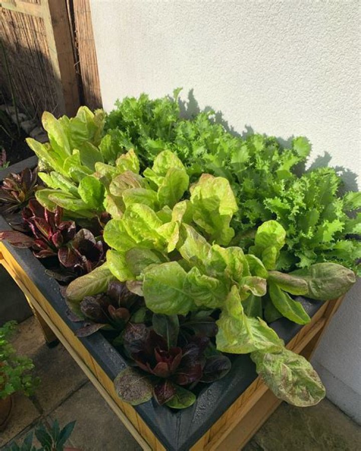 Can I plant lettuce next to zucchini?