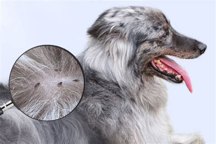 Can I put baking soda on my dog for fleas?