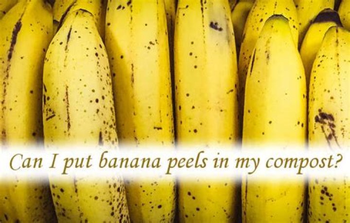 Can I put banana peels in my compost?