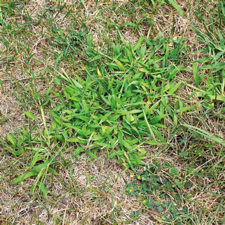 Can I put crabgrass preventer down in the summer?