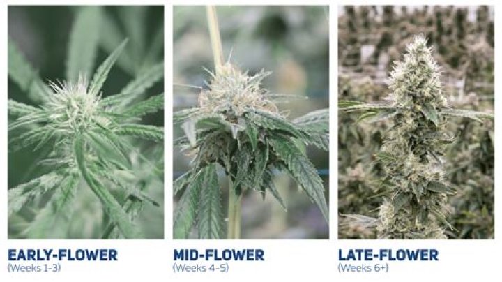 Can I remove fan leaves during flowering?
