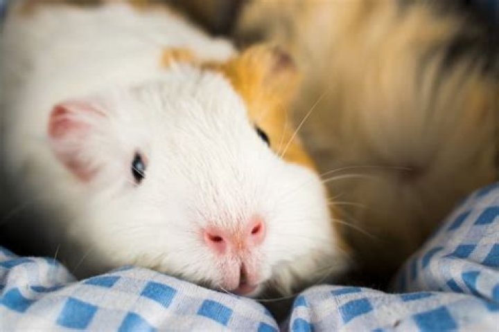 Can I sleep with my guinea pig?