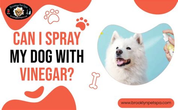 Can I spray my dog for barking?