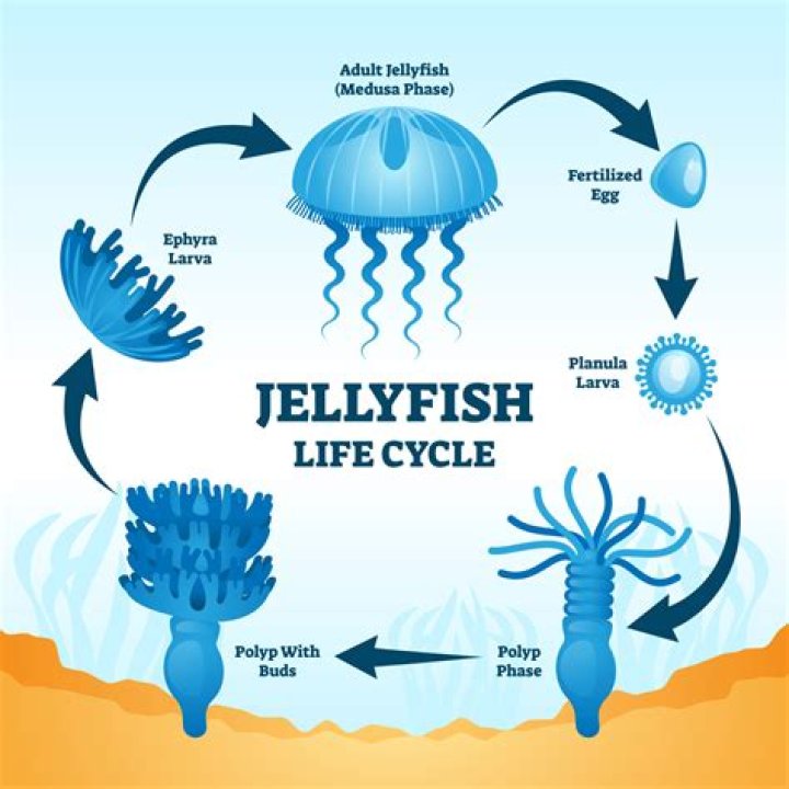 Can jellyfish live forever?