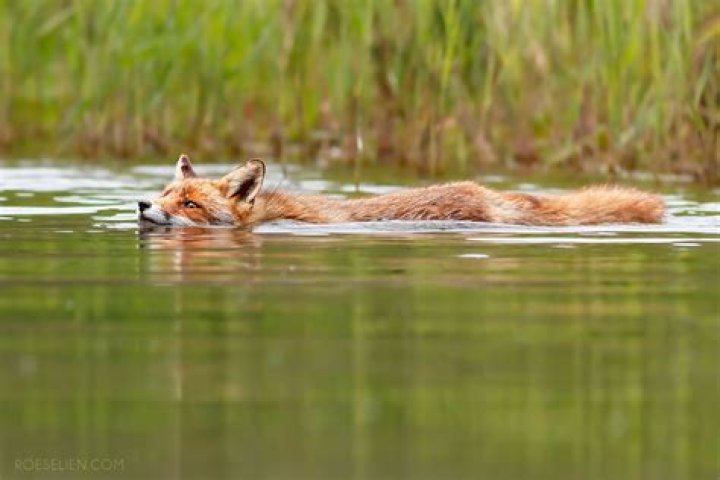 Can kit foxes swim?