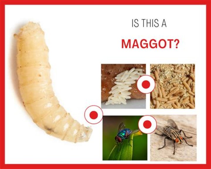 Can maggots live in cooked food?